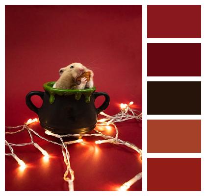 Rodent Fairy Lights Hamster Image